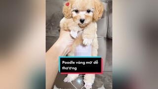 Xinh như này mà vẫn chưa được đặt tên tuitienpet dcgr pet poodle