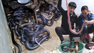 RẮN HỔ MANG 2 MÓN NGON KHÔNG CƯỠNG NỔI