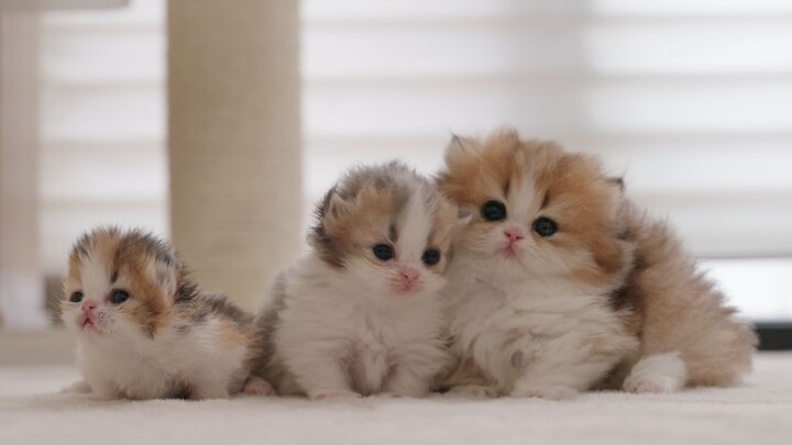 3 Nursing Kittens of Different Sizes