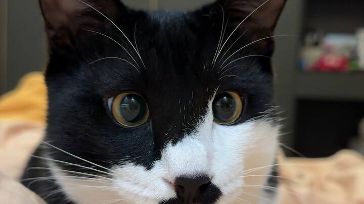 ها هي ملصقات التعبيرات لكم!