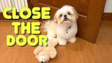 Asking a Stubborn Shih Tzu Puppy To Close The Door