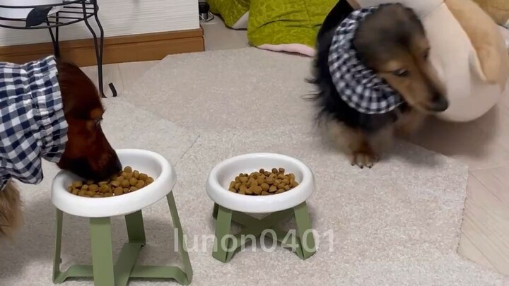 Anjing makan pun harus ditemani teman, ya