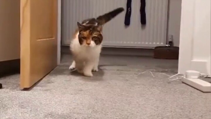 Miracle! The cat born in 1999 has been with his owner for 22 years, and the way he walks is tearful