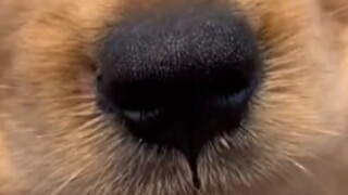 Chú cún 🐶 sẽ không ghét bạn vì bạn chặn lỗ mũi trái hay phải của nó đâu. Chú cún 🐶 chỉ biết rằng nếu