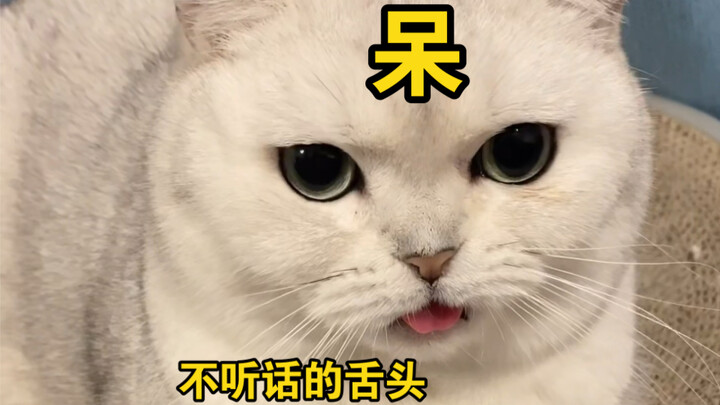 Windmill: Kenapa kalian harus ngelakuin tes kalkulasi buat aku?!