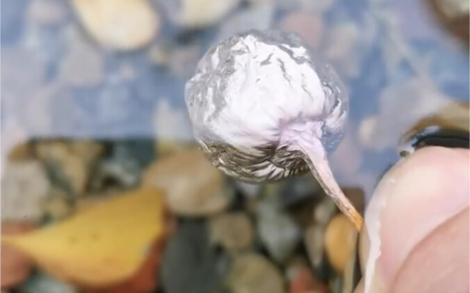 I finally understand why ginkgo is called "ginkgo"!