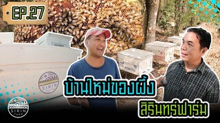 บ้านใหม่ของผึ้งสิรินฟาร์ม (Relocating Honeybees to the farm)​[ SIRINFARM ] EP.26