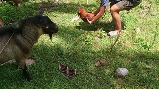 stag vs stag spar