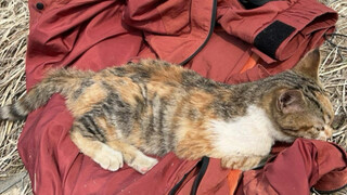 ออกไปเที่ยวกลับเจอสาวงามสามสีเข้าให้