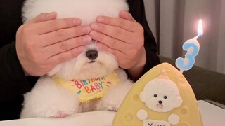 Ternyata anak anjing juga suka kejutan ulang tahun