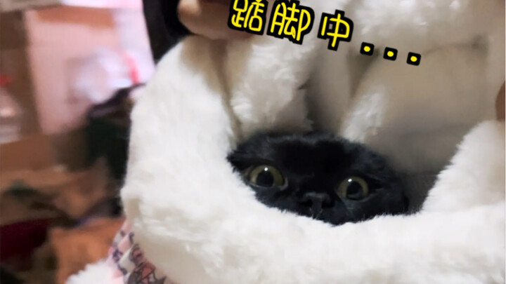 我跟你们说，带一只黑猫去滑雪，可舒服了…