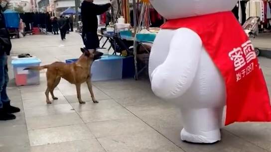 Pertarungan Raja Salju dan Gouzi