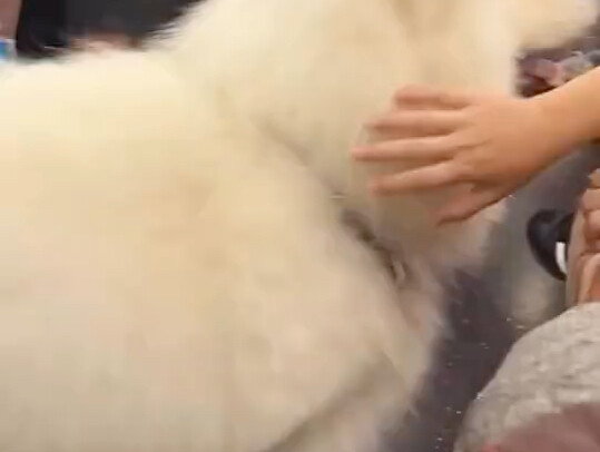 เย่เย่: วันนี้ทุกคนต้องได้สัมผัสฉันให้ได้!