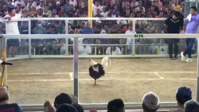 CARDINAL KELSO VS BIG TIME