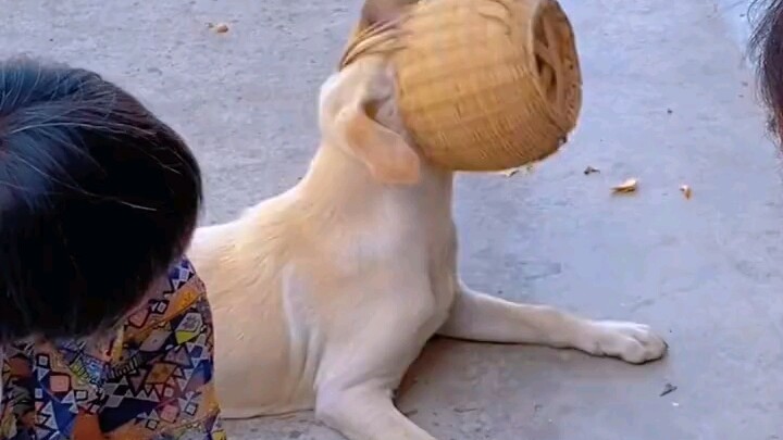 ฉันอิจฉาสุนัขตัวนี้นิดหน่อย