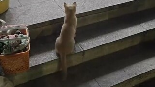The cat hid on the school steps and scared the students. Finally, a student petted it. It's so cute!