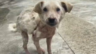 Being loved makes flesh and blood grow wildly