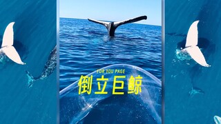 A whale standing upside down like a sculpture in the middle of the sea