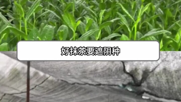 Ăn trà xanh giả nhiều quá, giờ gặp trà xanh thật lại thấy chướng tai, không dám ăn nữa rồi!