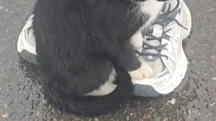 Kucing: Sepatuku putih bersih, nggak boleh kotor!