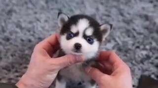 Huskies rất dễ thương khi chúng còn nhỏ