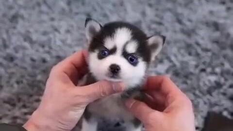 Huskies were so cute when they were young