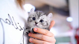 [สัตว์]ลูกแมวหน้ากลมที่น่ารักที่สุดกับเพลง|Roa -<คุณได้ยินฉันไหม>