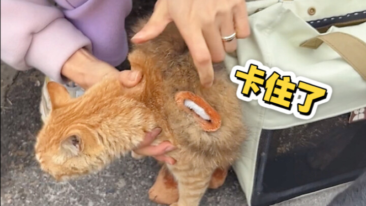 Kucing oranye: Jangan dicabut! Aku terjebak, tidak kelihatan ya?