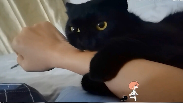 被黑曼巴咬了四次怎么办。