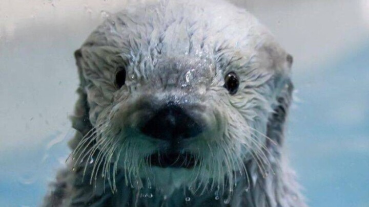 [Berang-berang laut] sangat geli, namun tetap patuh bekerja sama dengan pemeriksaan