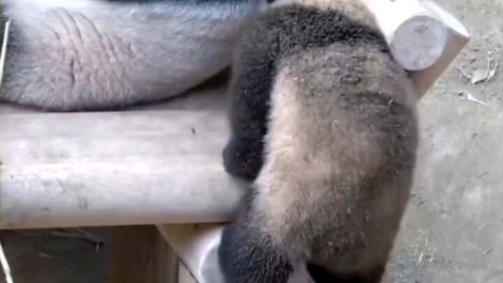 Xiaofubao yang baru pulang dari menggali batu bara langsung dimandikan bersih oleh Kakek Jiang