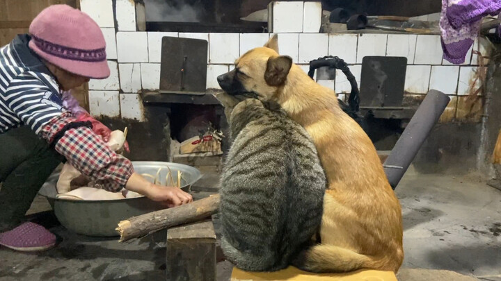 My mother tried every possible way to please the cats and dogs, and finally I was the one who had bo