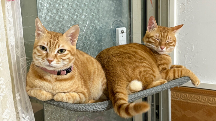 Sự khác biệt giữa mèo đậm và mèo nhạt