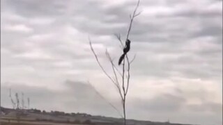 Videos 10#