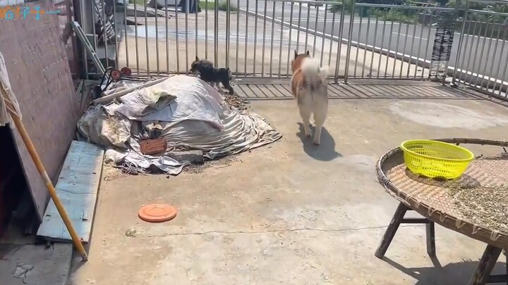 Con chó Sheniu đã trở thành hiện thực, nó sẽ không đến thăm nếu nó không có thức ăn để ăn, bắt nó về