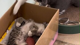 Kucing yang dirantai pasti ada alasannya.