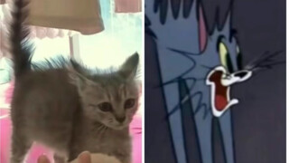 Tom dan Jerry tidak akan menipu saya...