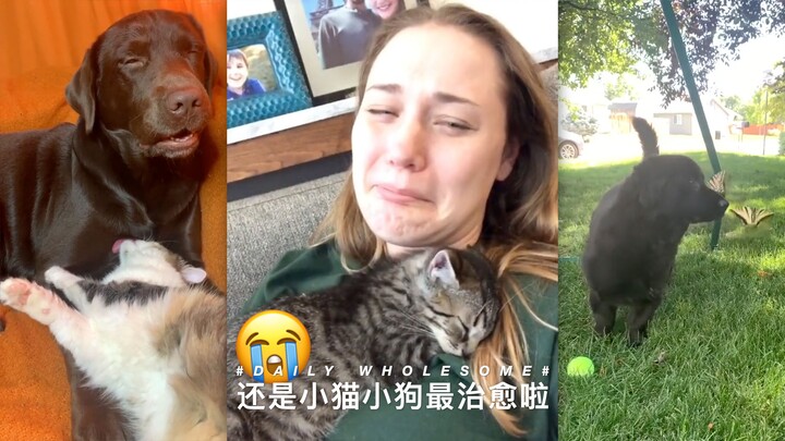 Cats and dogs are the most heartwarming after all!