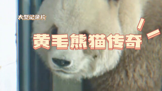 The Epic Documentary "The Legend of the Yellow-Furred Panda"