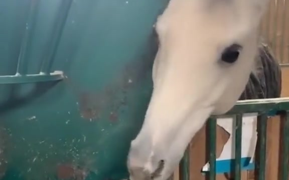 马儿：看到没，都空了，还不快去拿吃的