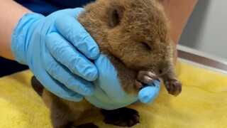 猕猴桃一样的“河狸”