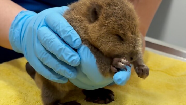 猕猴桃一样的“河狸”