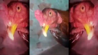 chicken beatbox