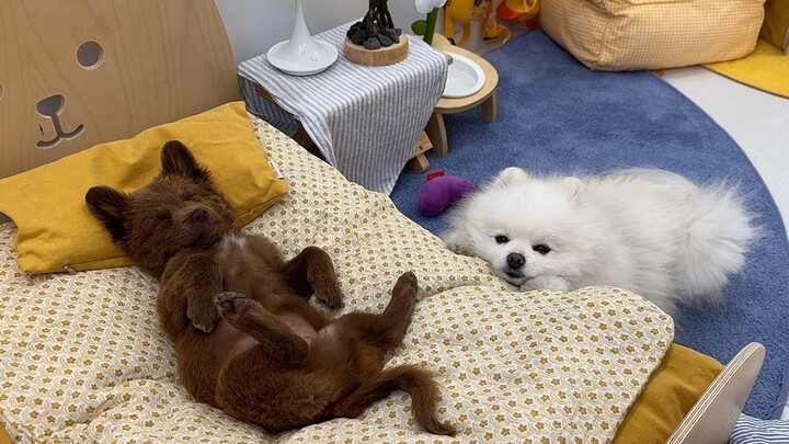 The heartwarming brotherhood between dogs