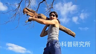 Have you ever heard of the wooden stick competition?