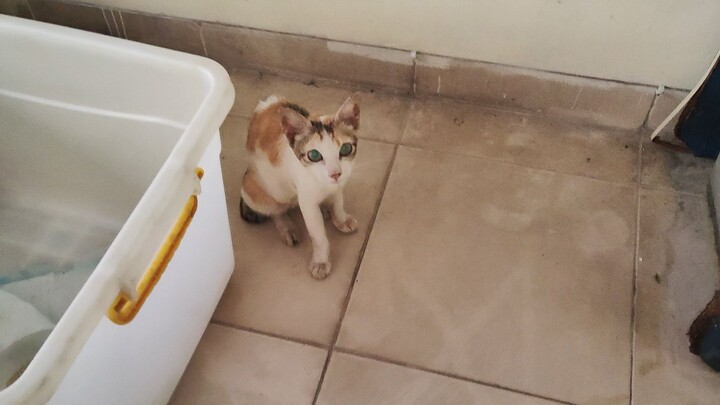 Hotwheels HD • Breaking News • [ 02062025_083000 Mts ]