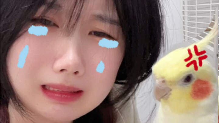 This is just too much… I actually got beaten up by a parrot and cried!