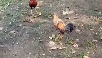 First spar 5months old dome and kelso sweater winner 🏆🏆🏆