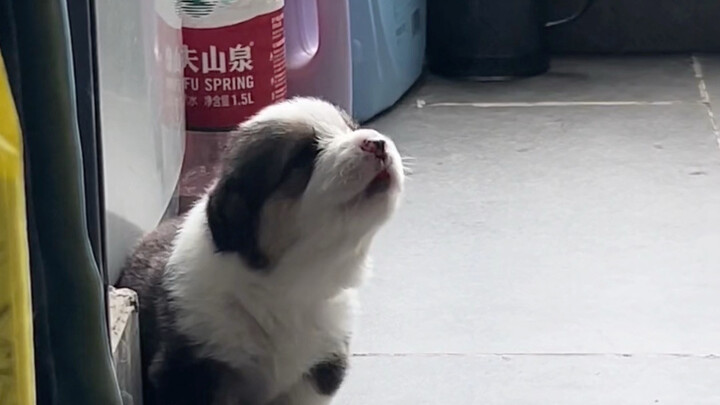เพื่อนเล่นไพ่นกกระจอกจนได้หมาน้อยคืนมา