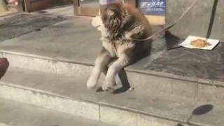 สุนัขมีความสุข